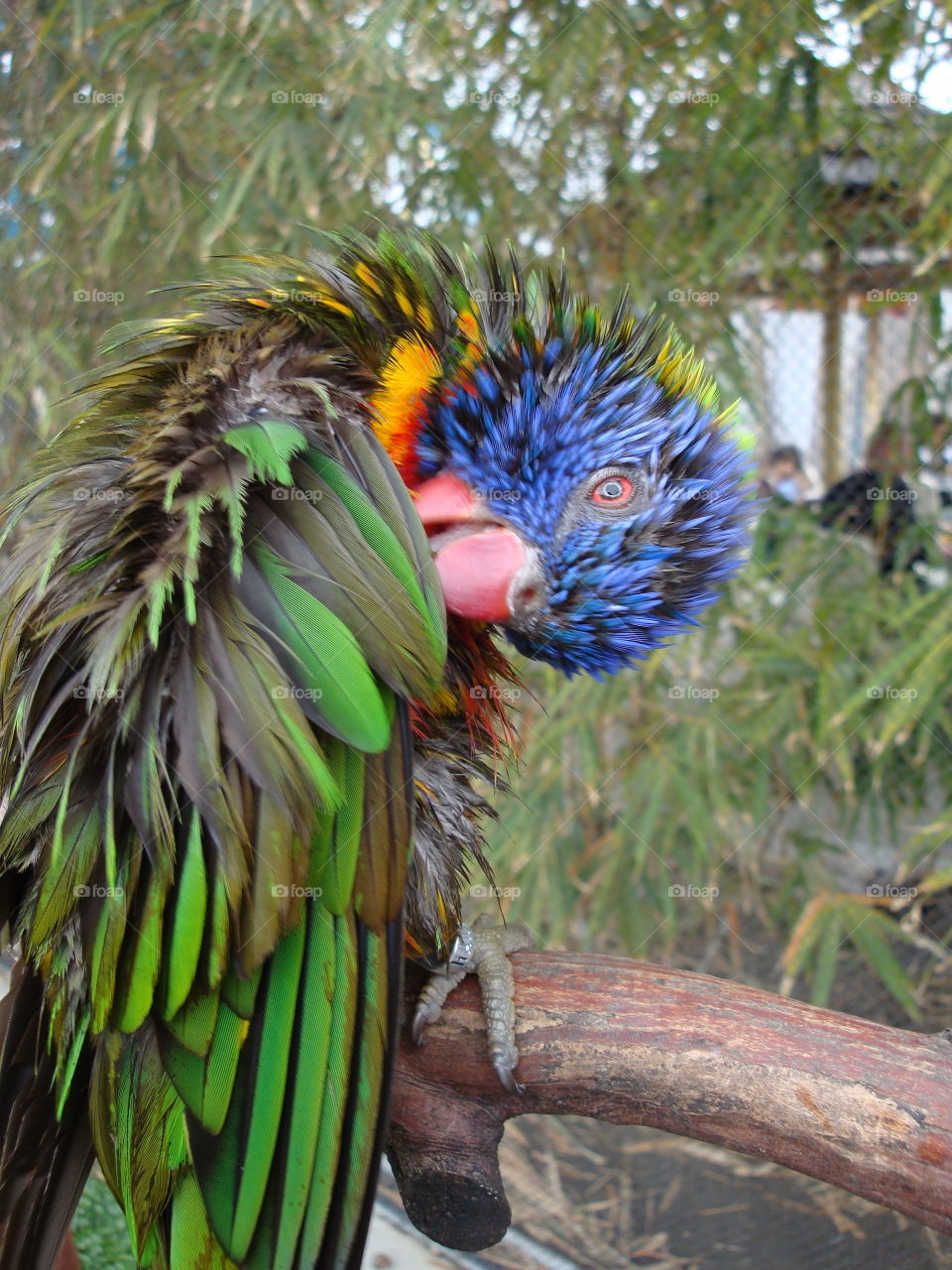 I am blue headed I look old . Parakeet at Los Angeles zoo