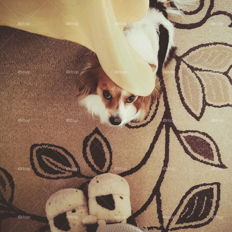 A selfie of my papillon puppy dog looking up at me wearing my cow house shoes in the morning wanting his breakfast