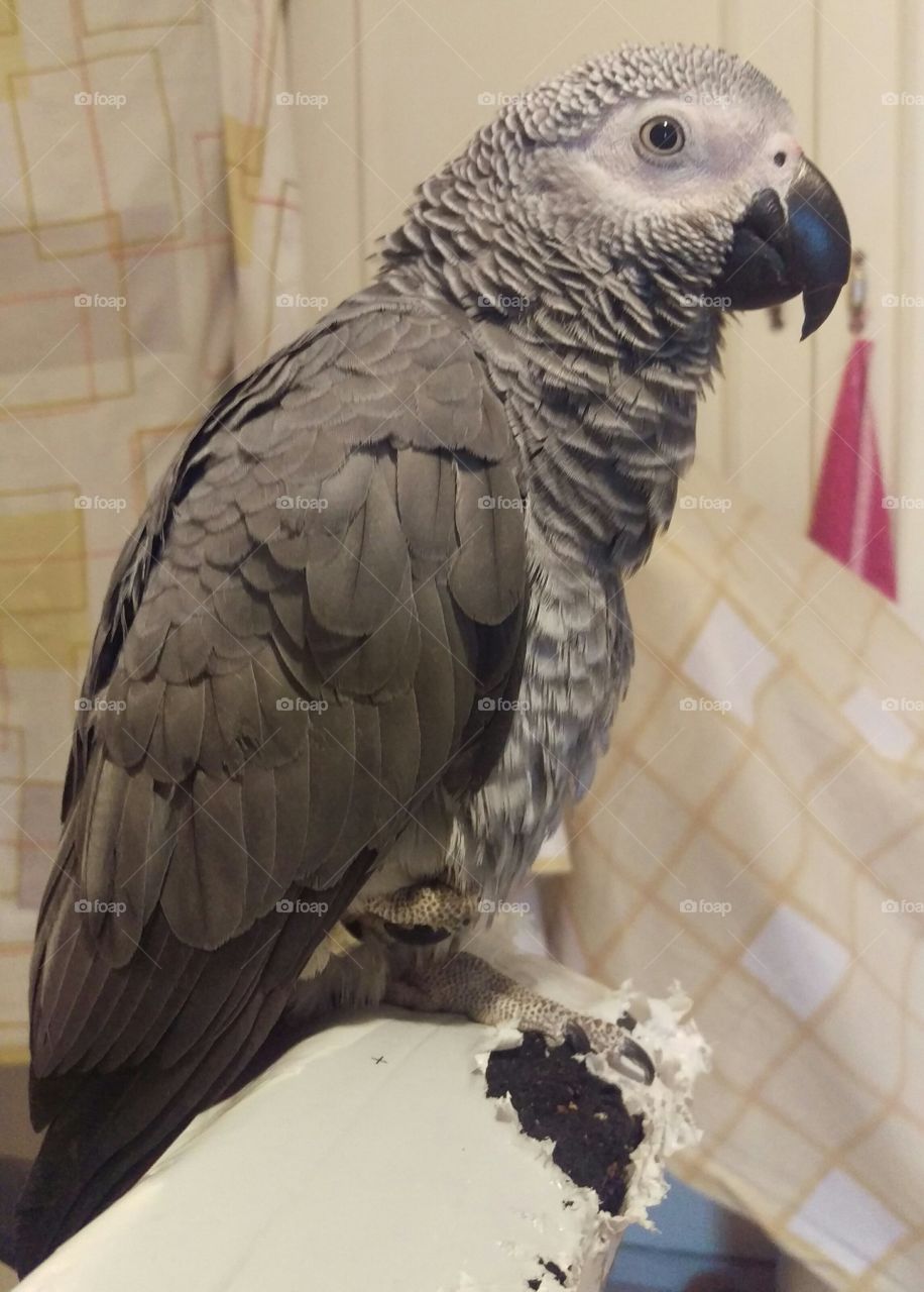 African grey parrot