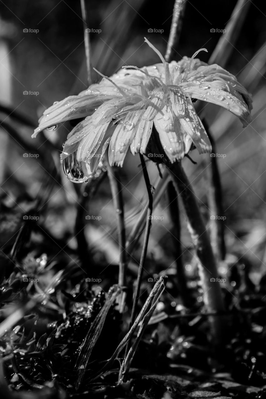 Dandelion in raindrops