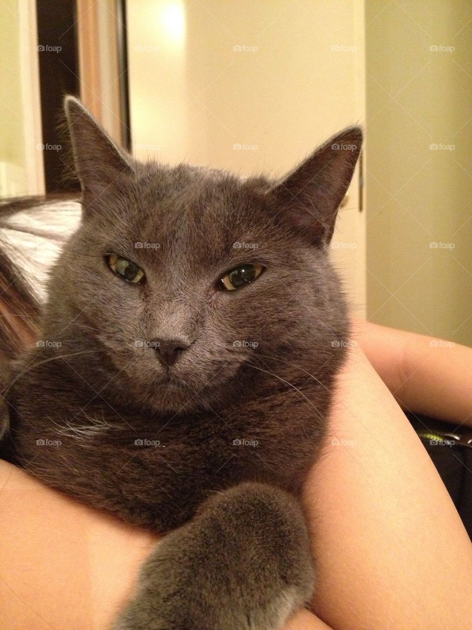 grey cat soft fur by lemonique