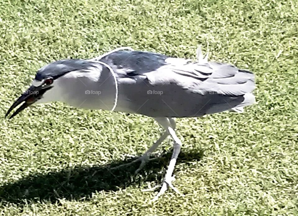 Water loving bird has stringy, white neck feathers that bob as it walks