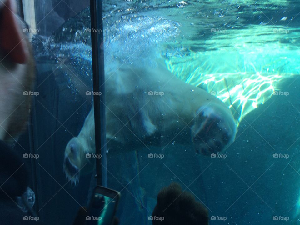 Polar bear swimming at the zoo