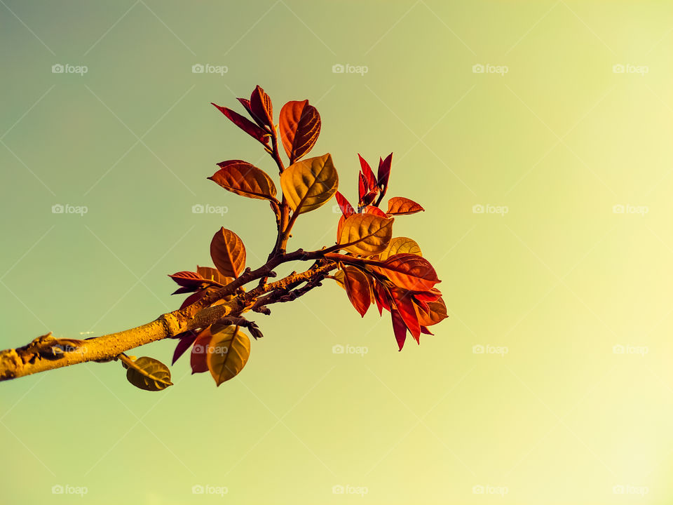 A closeup shot of a tree branch with young leaves under the sunlight