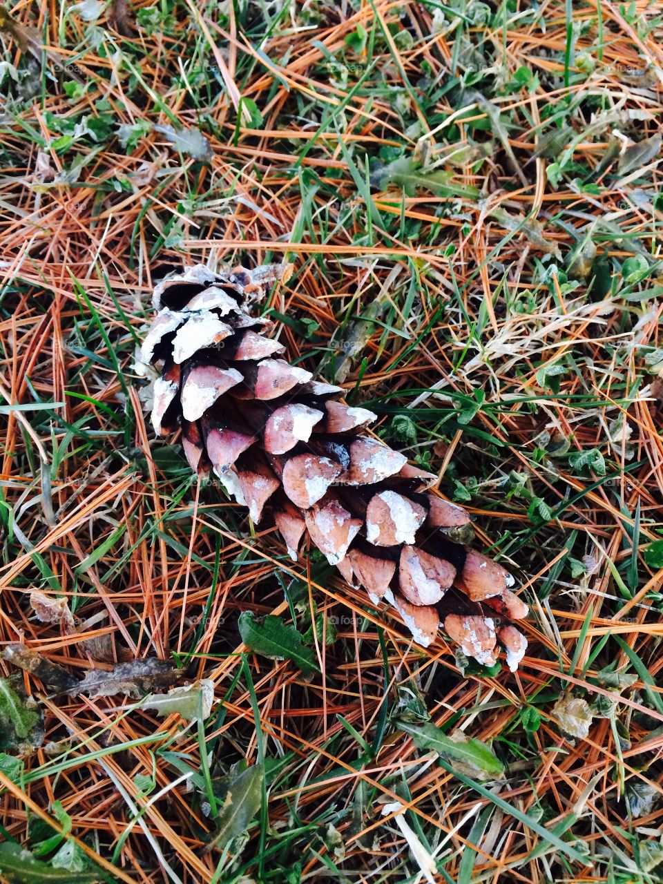 Pinecone on the ground