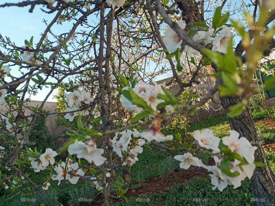 Amandes flower tree