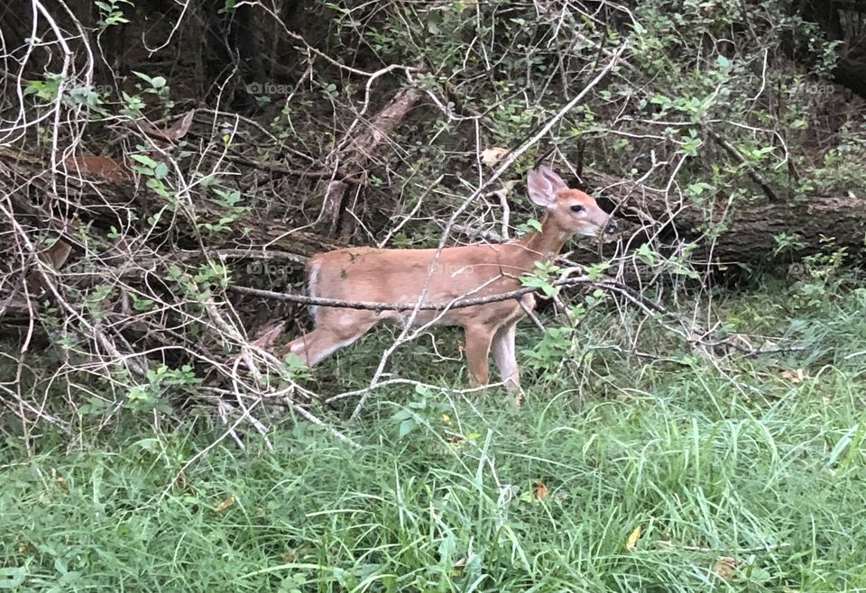 Deer eating in woods 
