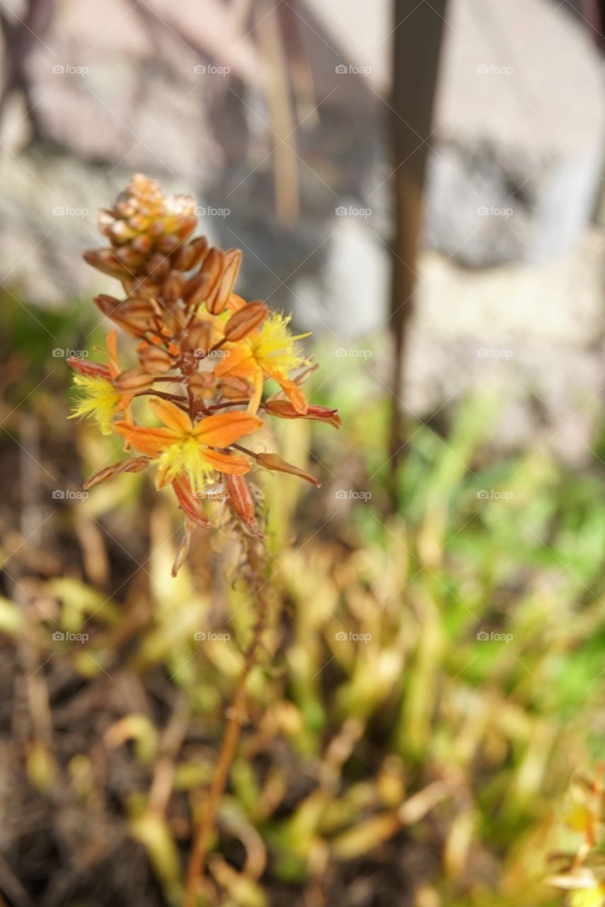 Spring flowers