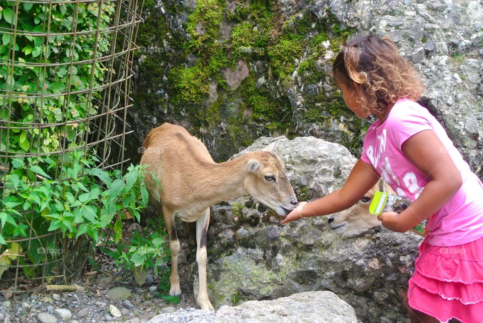 Goat friendship