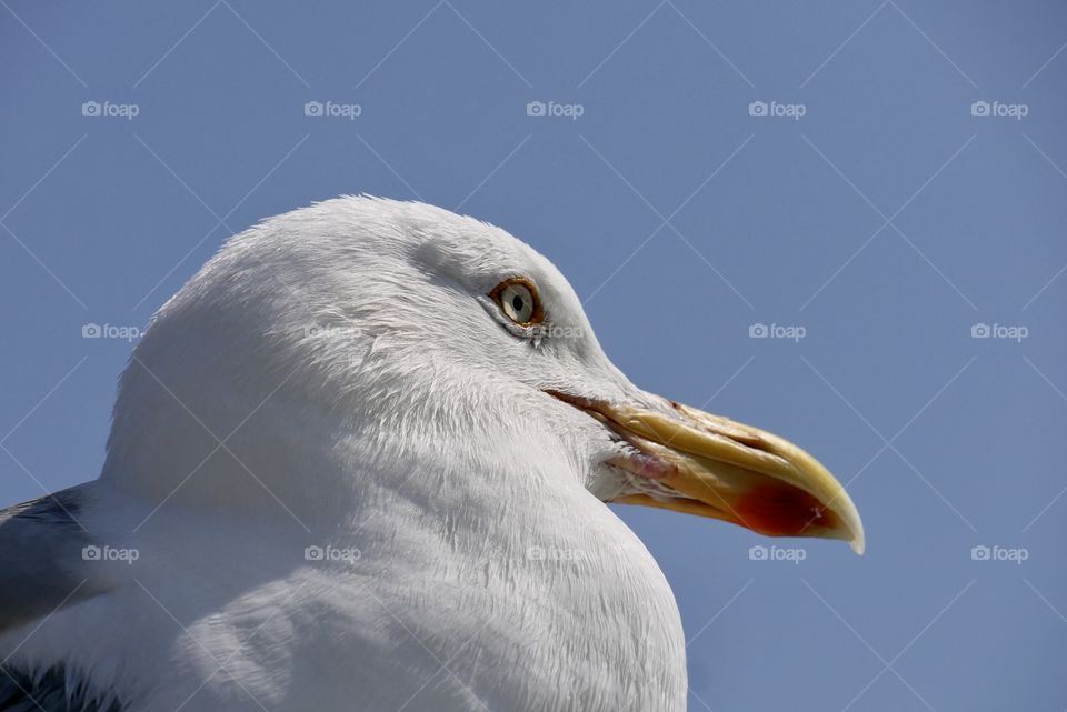 Side portrait of a seagull 