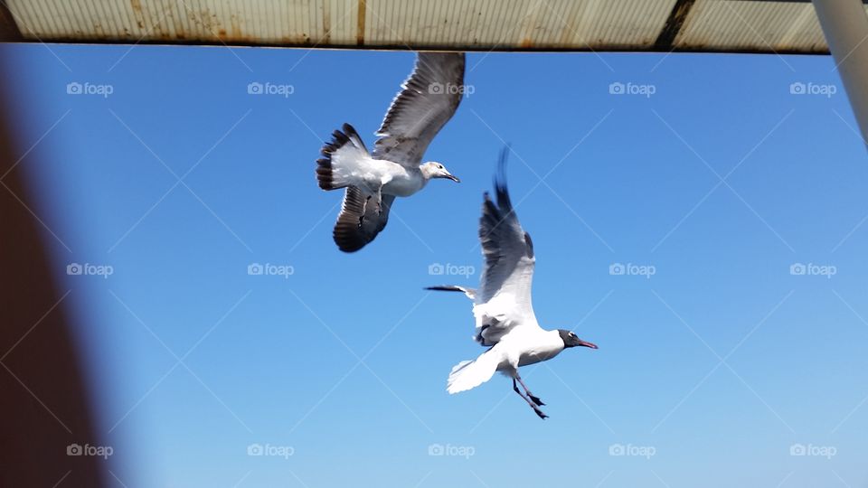 seagulls in mid flight