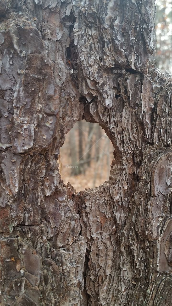 looking through the eyes of a tree