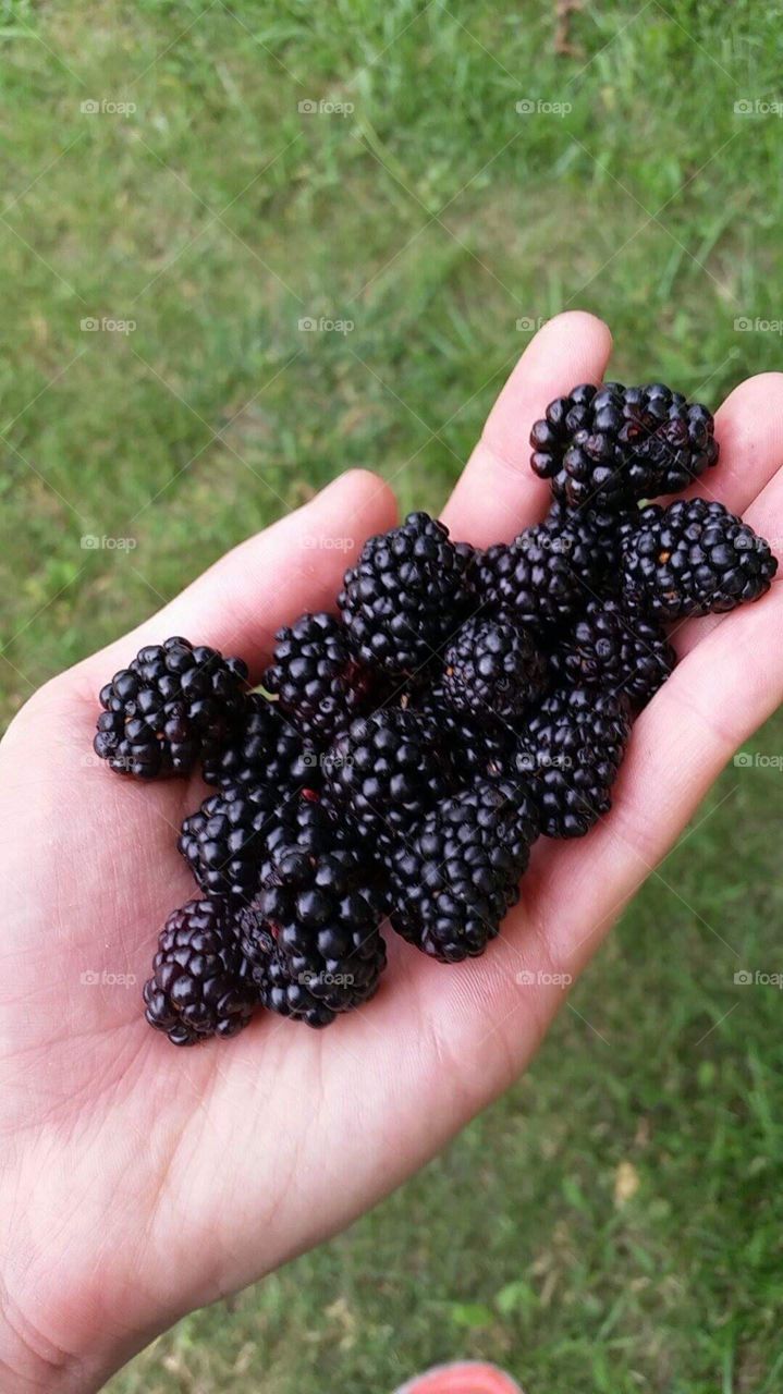 Blackberries in hand.