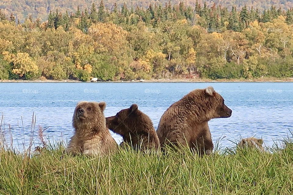 The family of cutenesses 