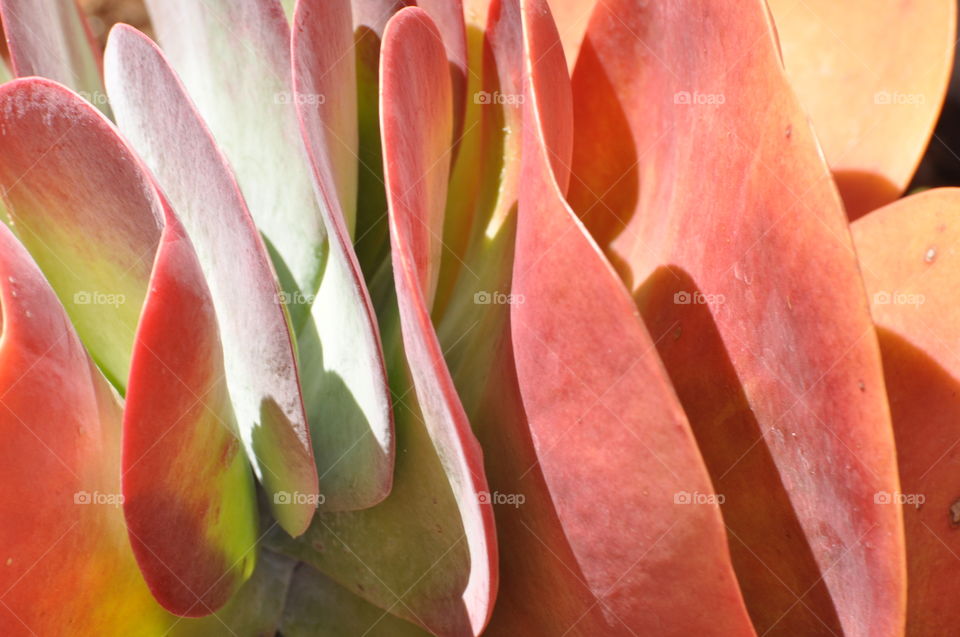 Colorful cactus plants
