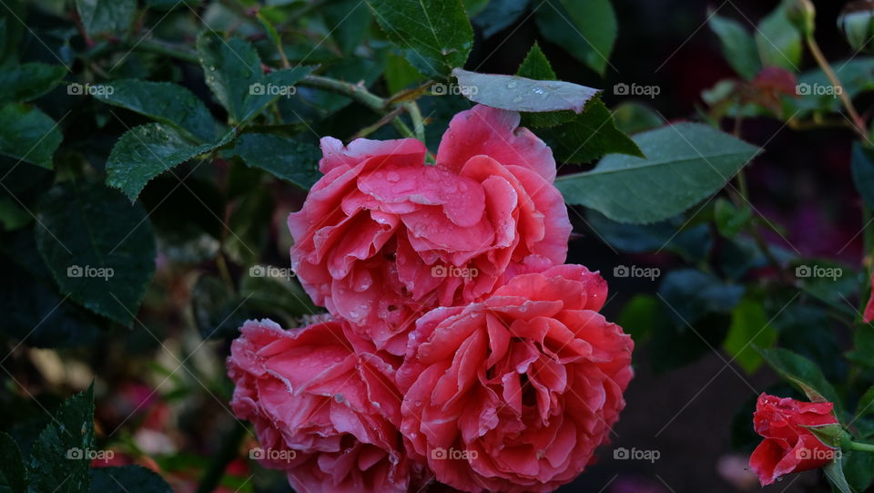 Luxurious rose wet in rain