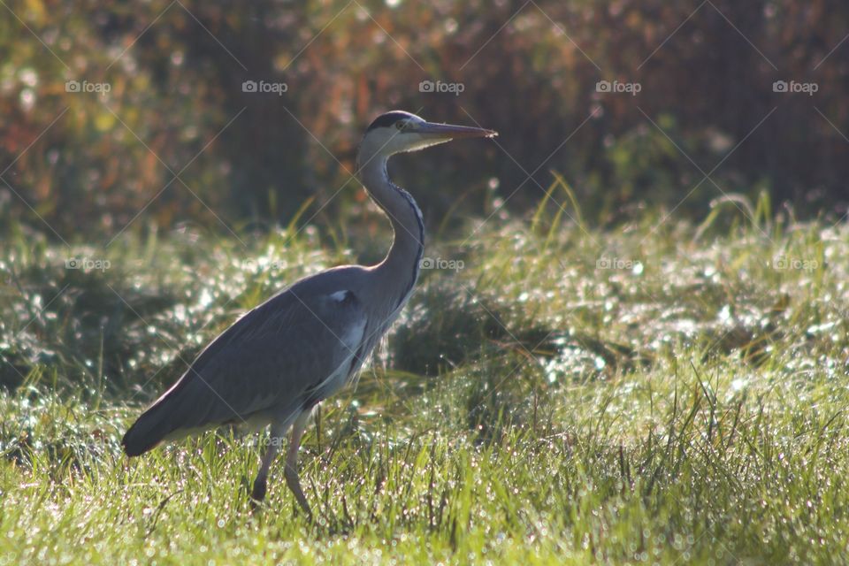 Close-up of great blue heron on grass