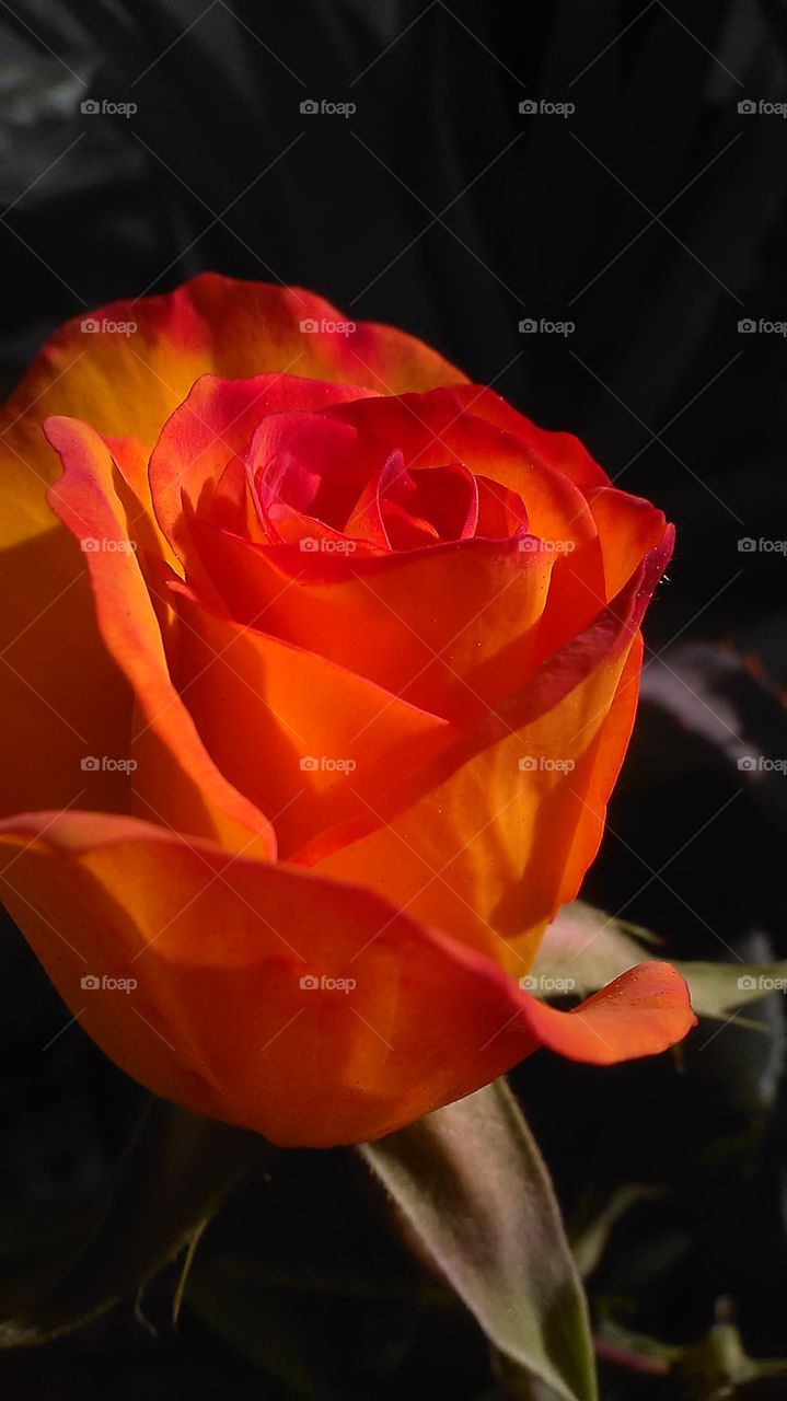 Sun drenched rose