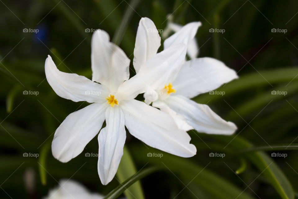White spring flowers 
Vår vita blommor 