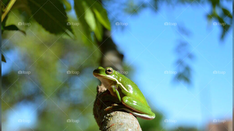 Photogenic frog