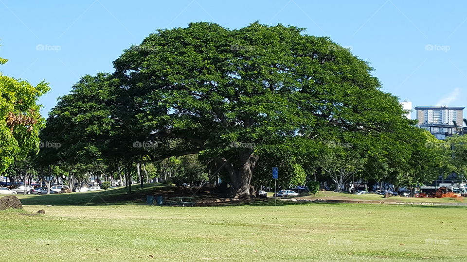 Large Tree