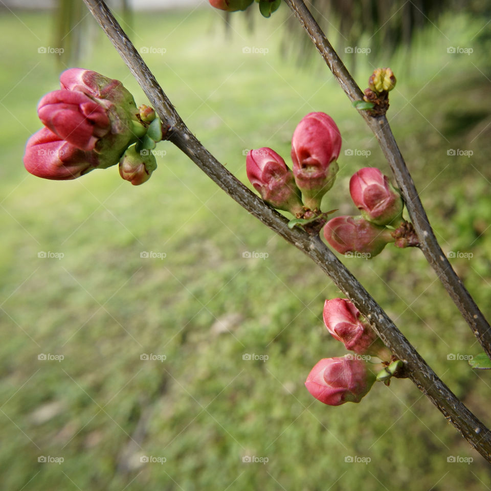 Blossoms 