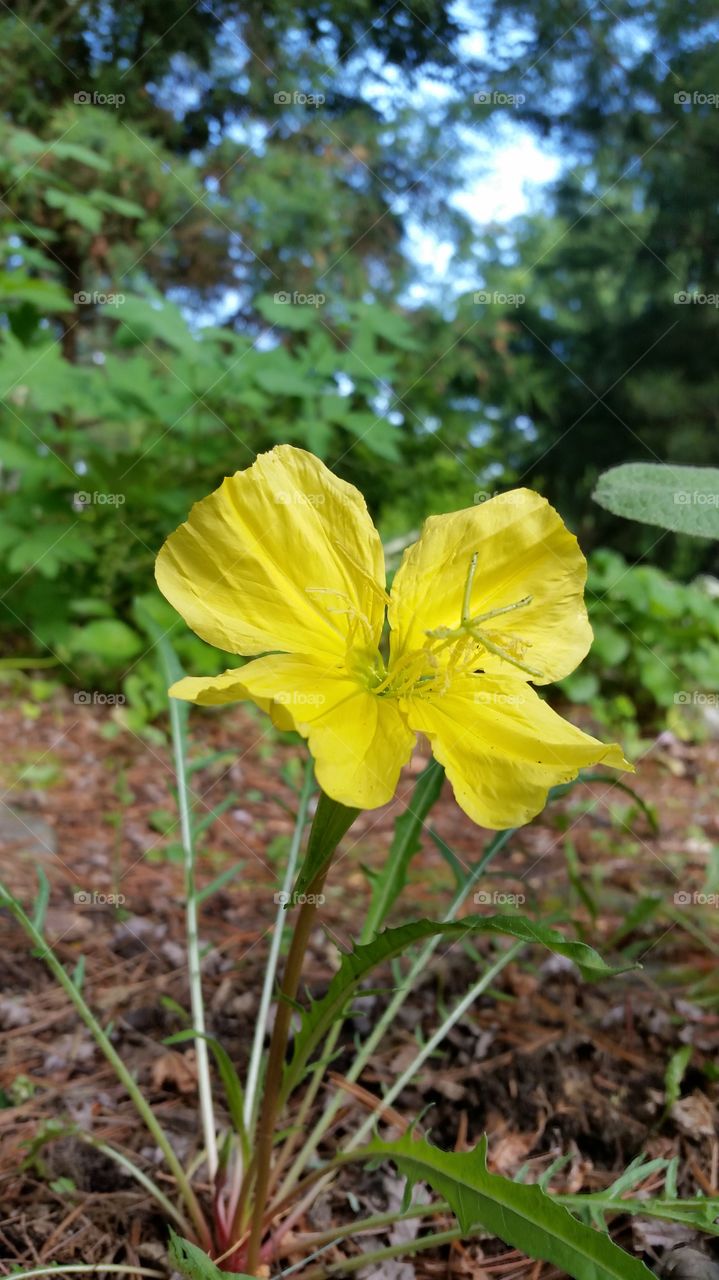 Close-up of yellow single flower