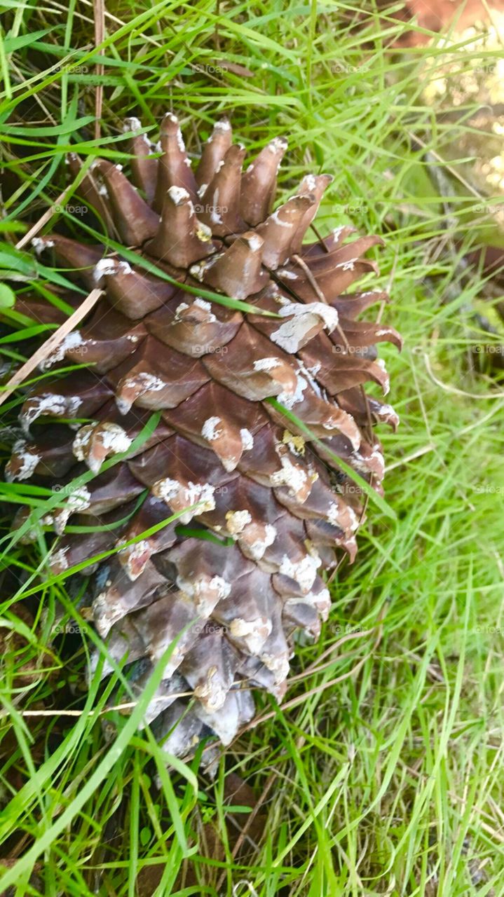 Beautiful pine cone 
