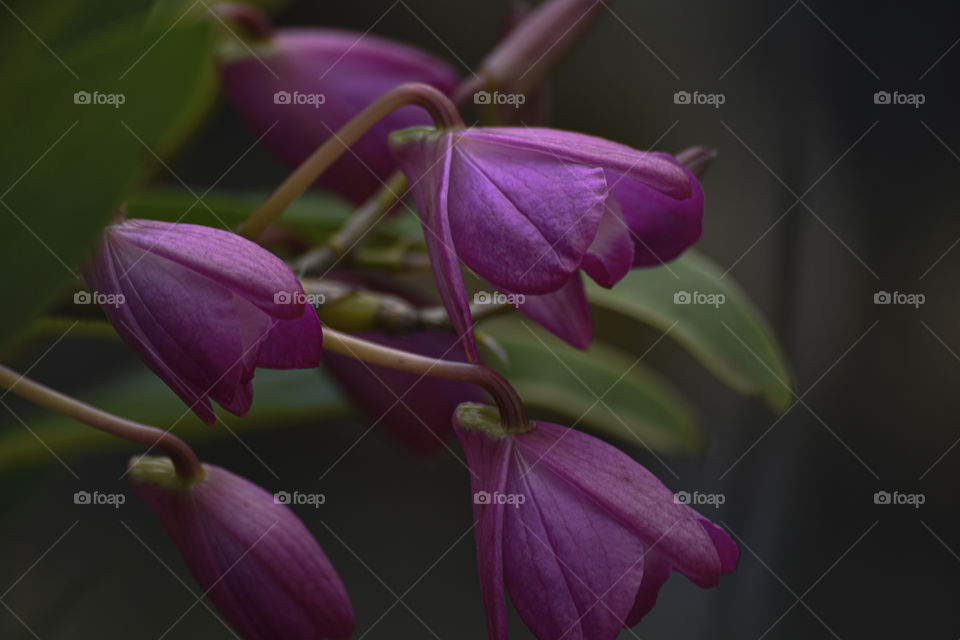 Orchid/Orquídea.