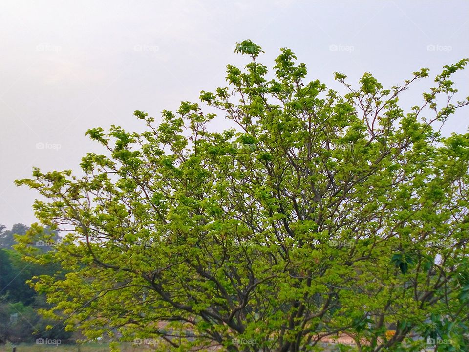 Trees are the great source of oxygen.✨💚 Clicked this picture in the early morning.✨📸