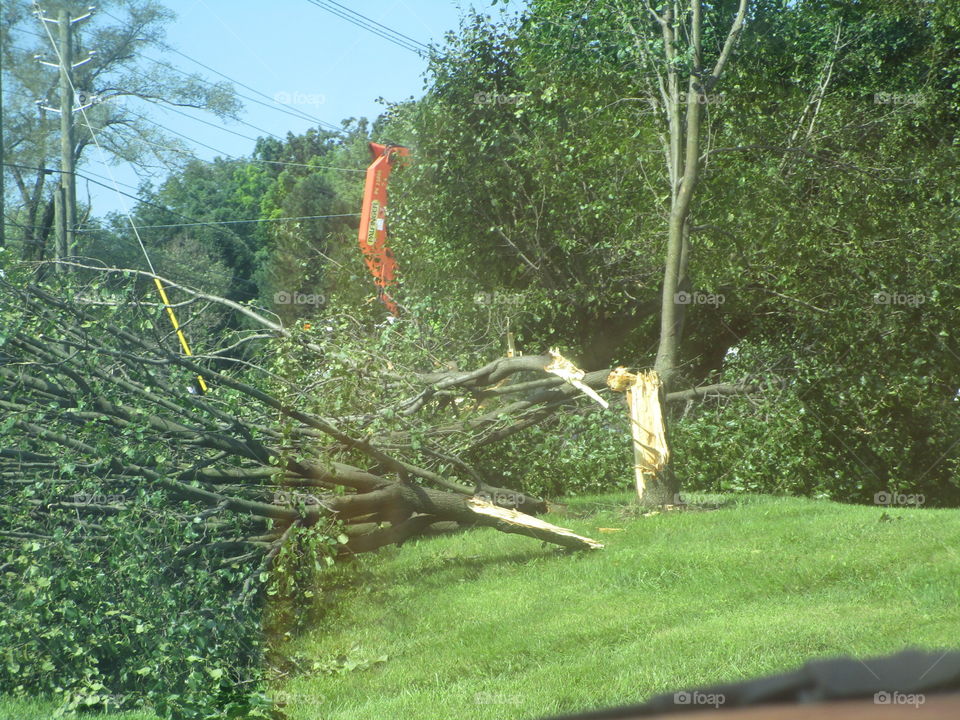 Fallen, split tree after a bad Strom.