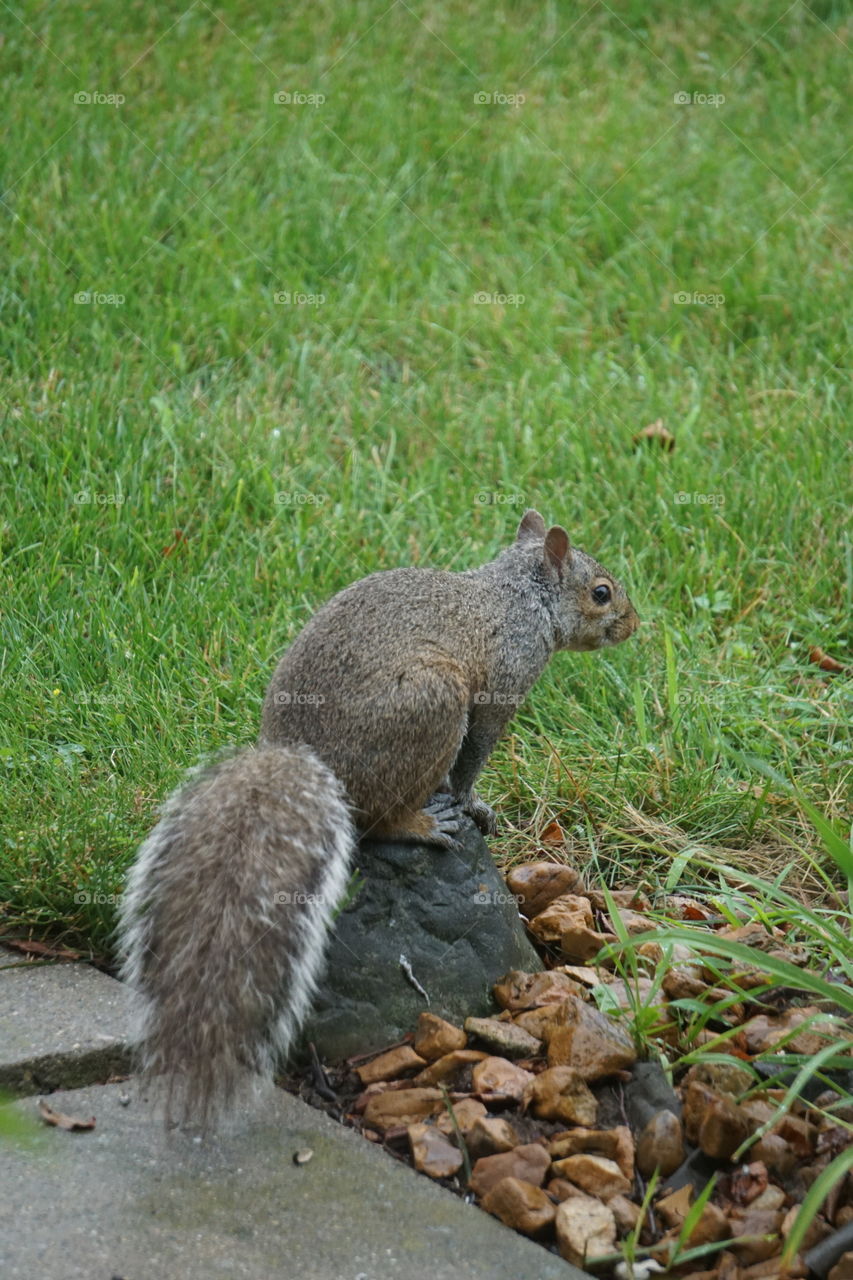 Squirrel, guarding its territory. 