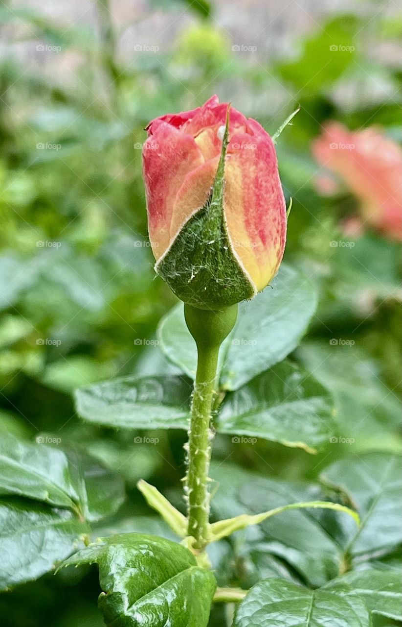 The photograph shows an unopened rosebud. The bud is dense, with tightly closed petals.