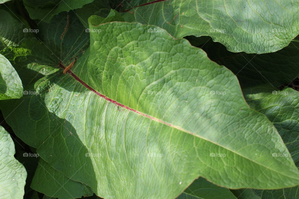 veins in a leaf