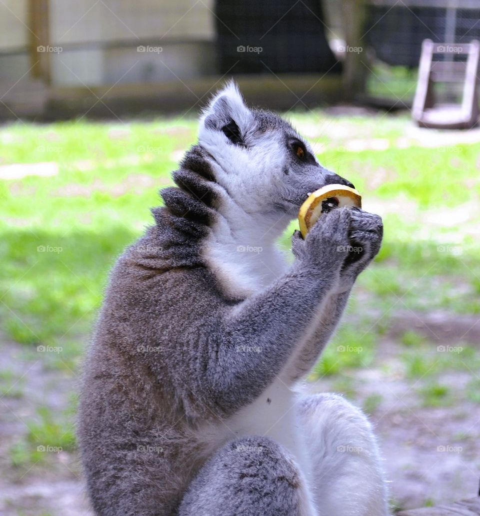 A white, grey, and black lemur sitting down and eating yellow fruit
