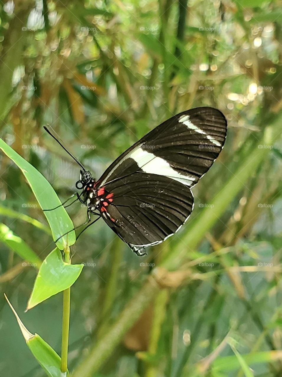 Butterfly in the Garden