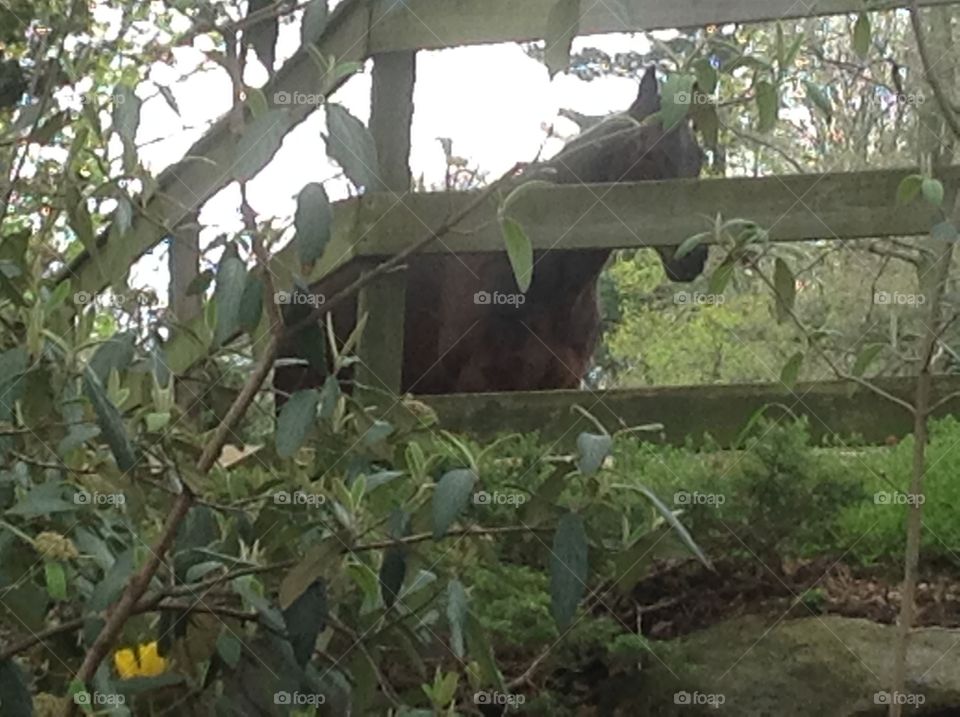 A brown horse grazing at the farm.