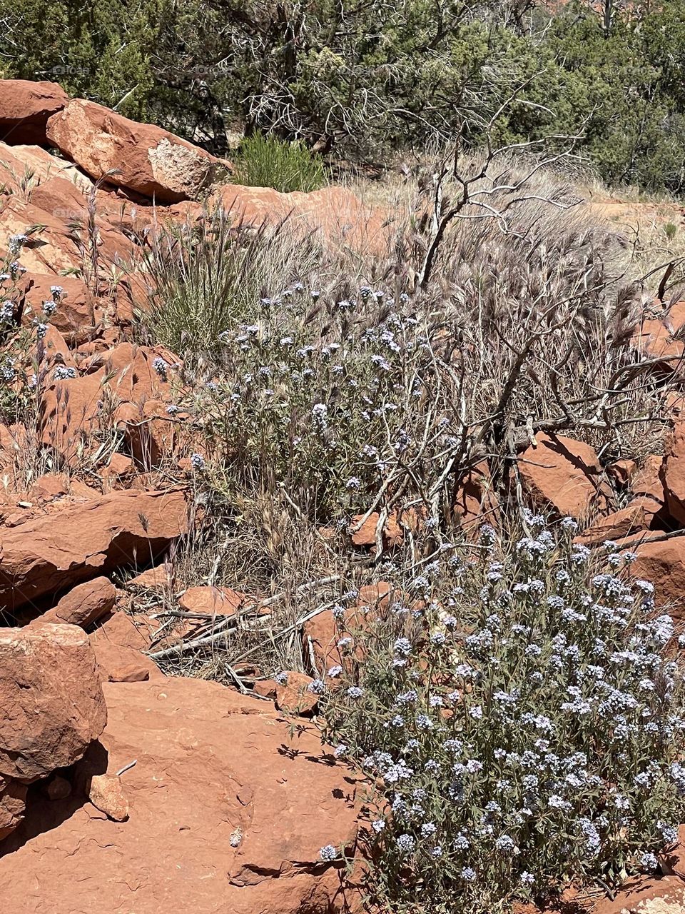 Nature beauty desert 🌵