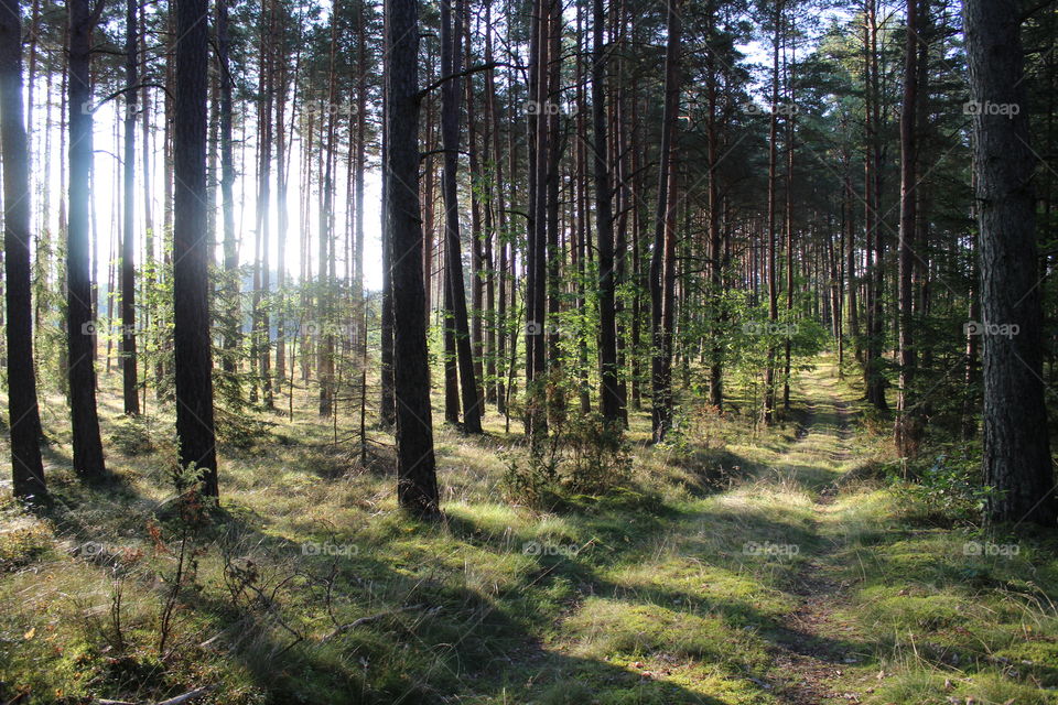 Forest poland light nature warmia mazury macro macrophotography tree