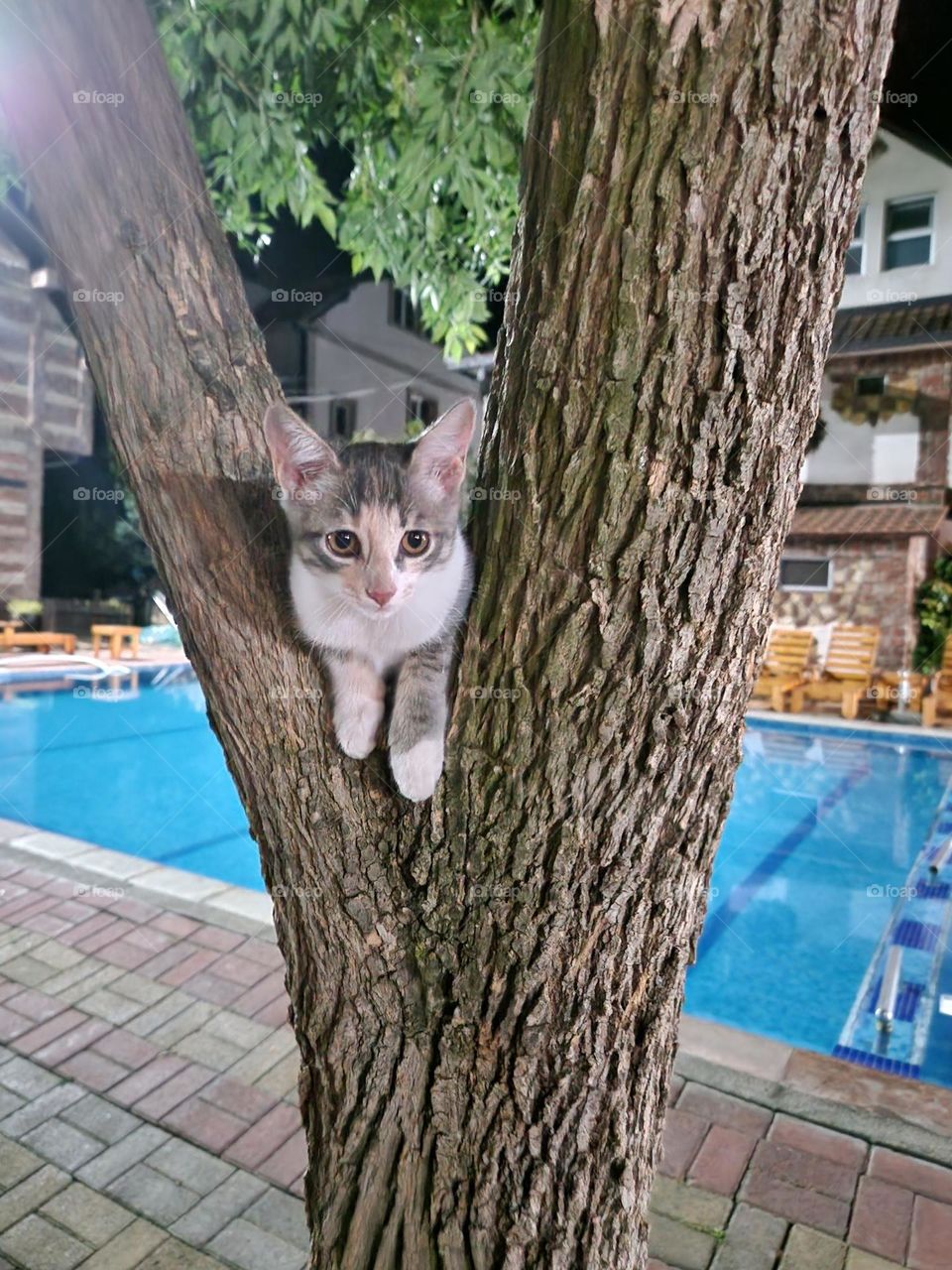 Cute cat on the tree