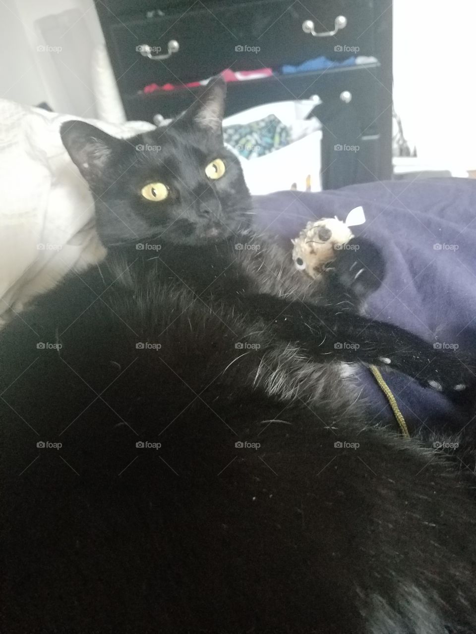 Sabrina posing - adorable black cat