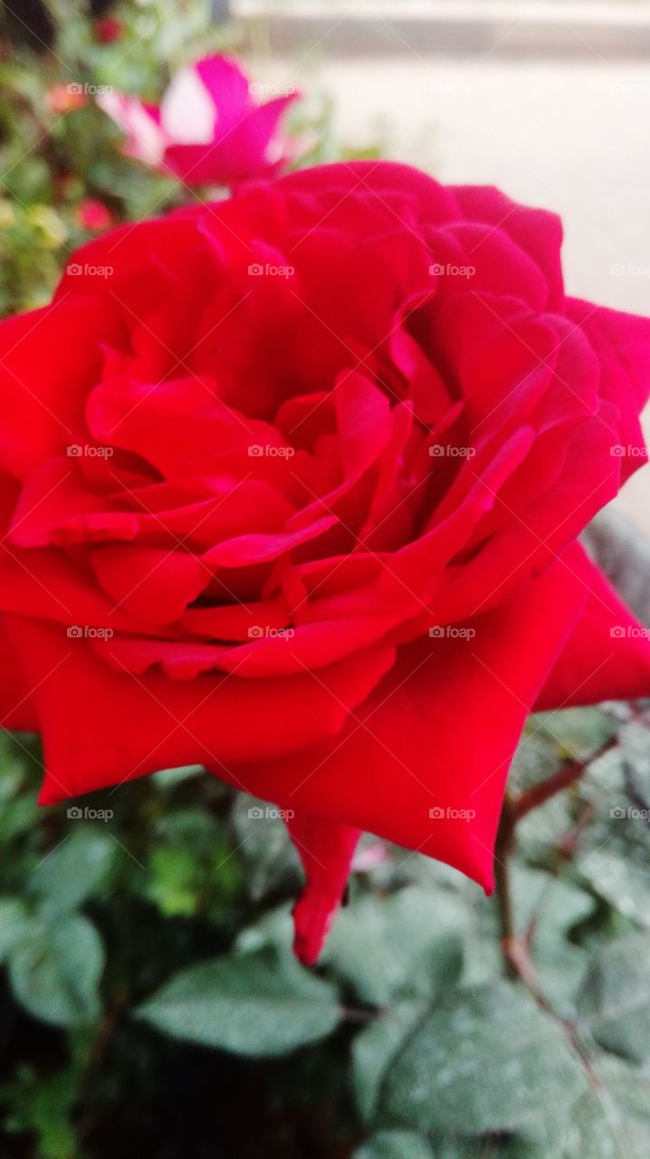 Red Rose ♥️
