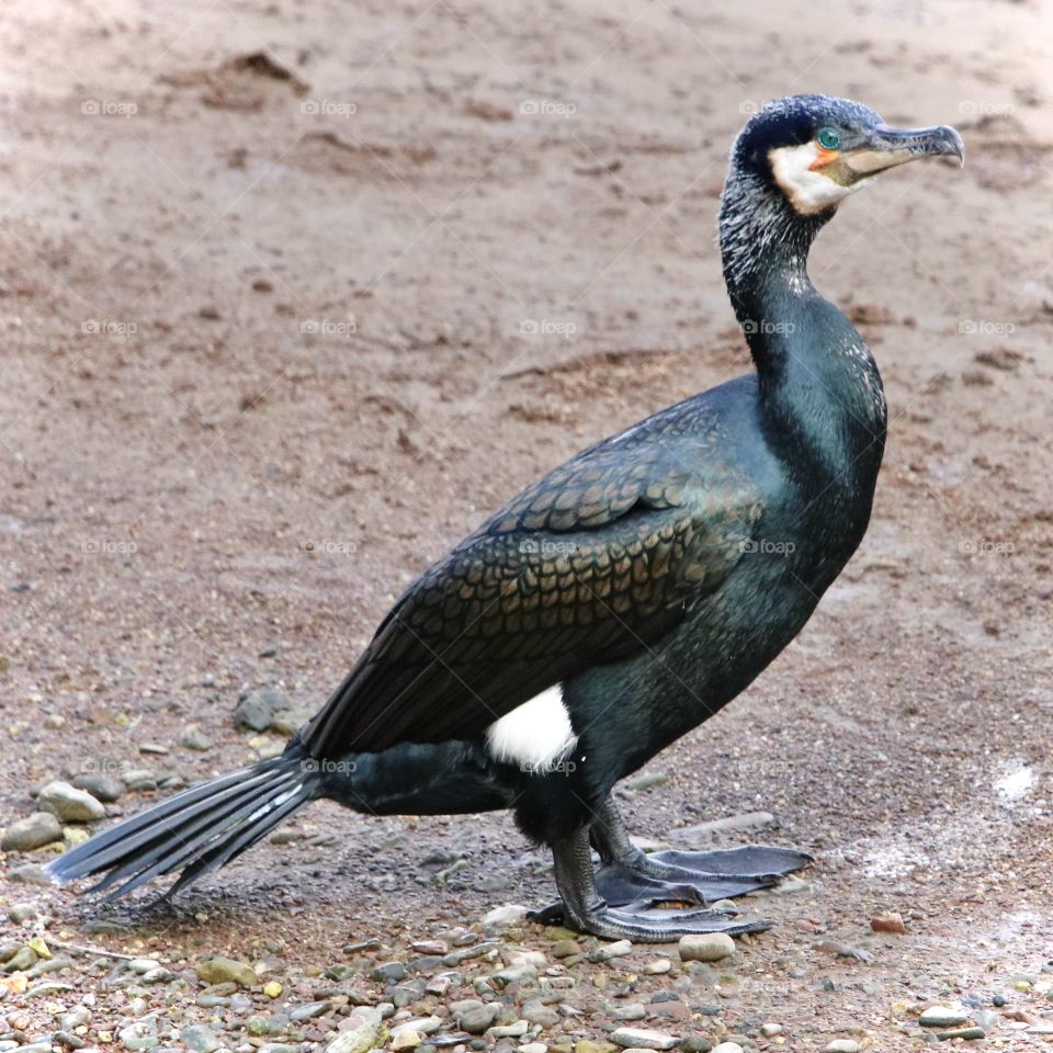 Cormorant
