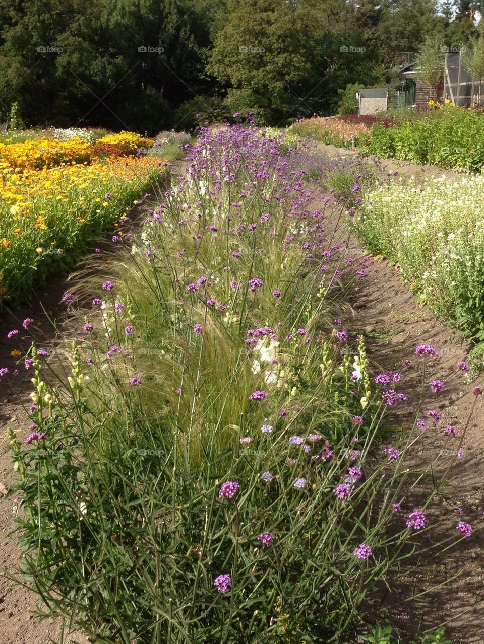 sweden garden ulriksdals slottsträdgård by anetteaventyr. Garden