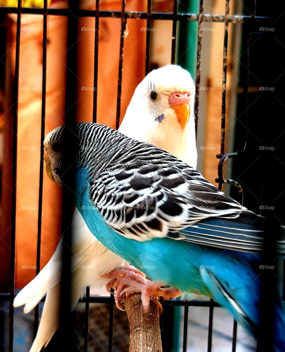 A close-up image of two budgerigars inside a cage. One features pure white feathers with a calm expression and bright eyes, while the other showcases vibrant blue plumage with black and white patterns on its back.