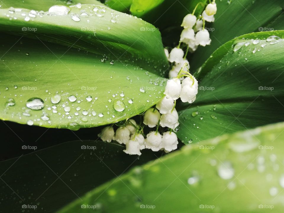 Lily and raindrops