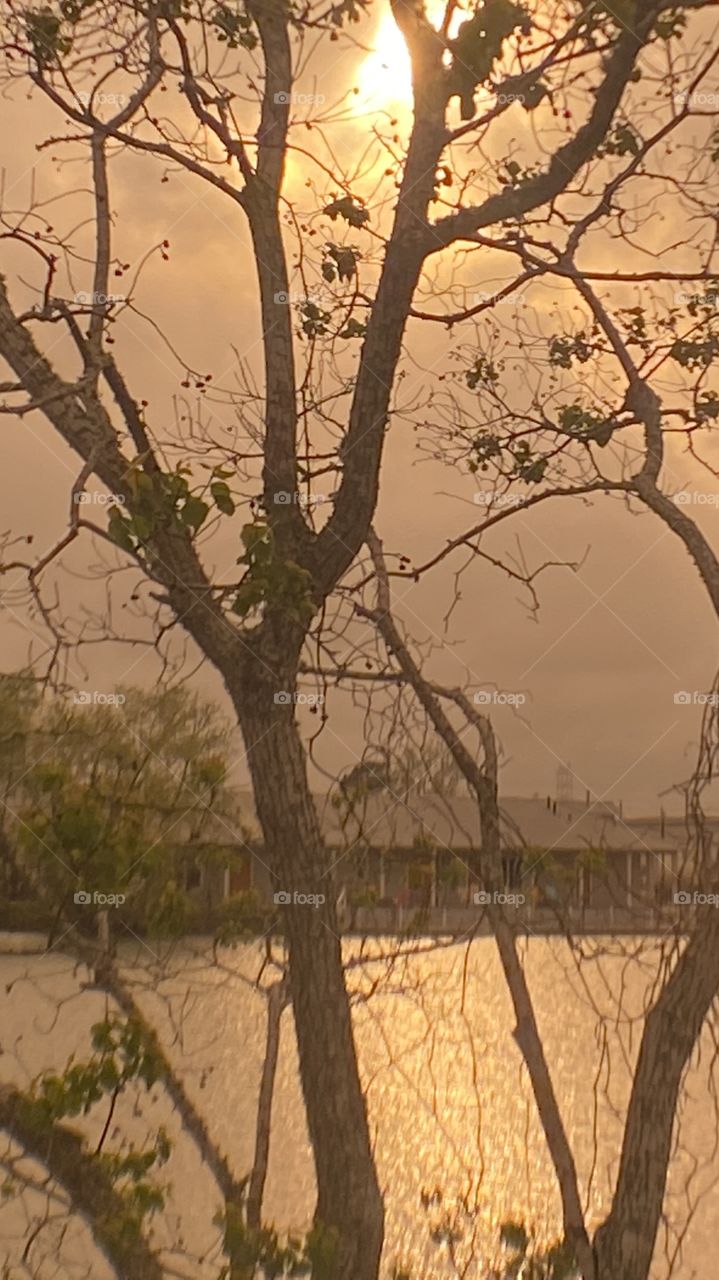 Well well looking here we have us a Cloudy overcast bright Evening in the sun today and It’s good to have in direct sunlight. Cat Tails waving in strong winds. Clouds are fast movers. 