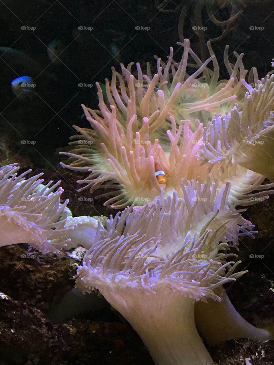 Clownfish in Anemone 