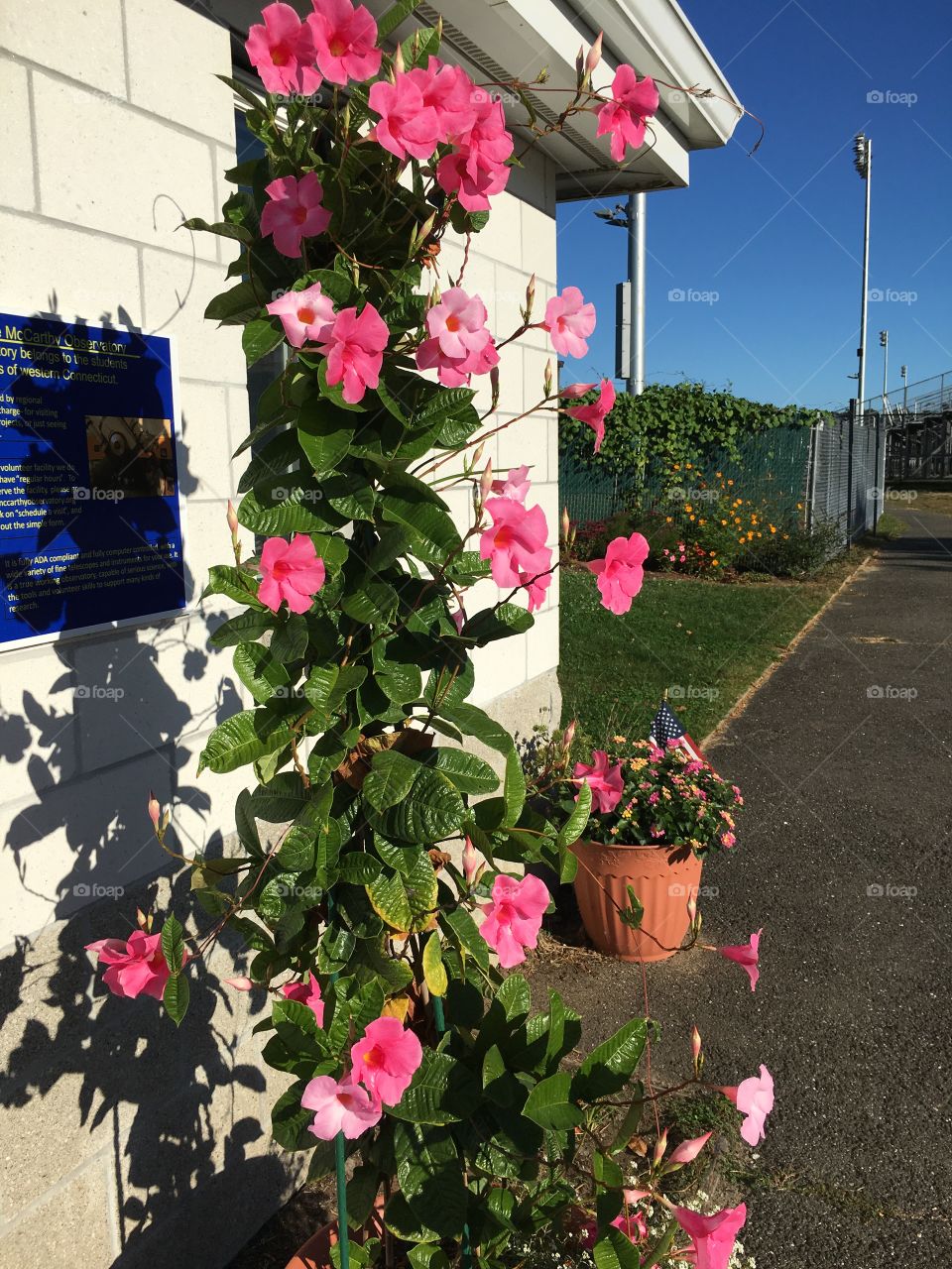 Pink clematis 