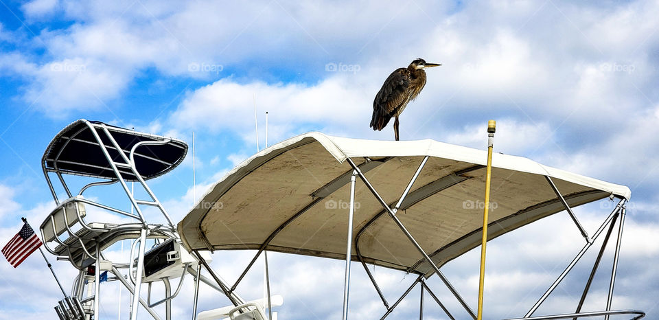 heron perched on top of ship in harbor.